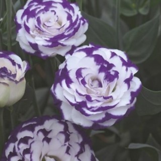 img-0: Эустома Крома 3 Блю Пикоти [500 драже] - ООО «Семена Тут»