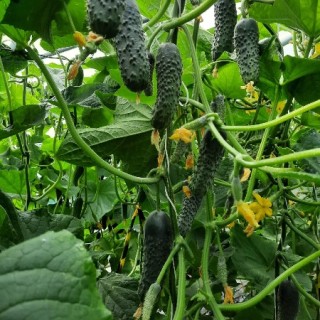 img-0: Огурец Бомбардир F1 - ООО «Семена Тут»