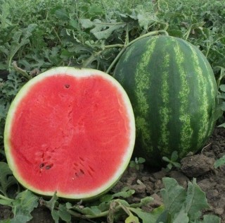 Арбуз Бонта F1 - ООО «Семена Тут»