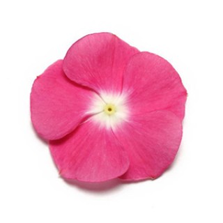 Катарантус Пацифика Маджента Хало [1000 шт] - ООО «Семена Тут»