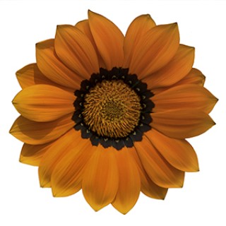 img-1: Газания Энорма Оранж Виз Ринг [1000 шт] - ООО «Семена Тут»