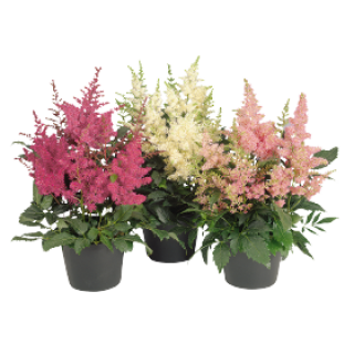 Астильба Арендса Астери микс [500 драже] - ООО «Семена Тут»