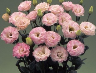 img-0: Эустома Арена 3 Пинк Флеш [500 драже] - ООО «Семена Тут»