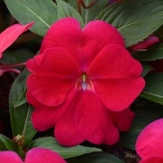 Бальзамин новогвинейский Дивайн Липстик [100 шт] - ООО «Семена Тут»