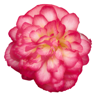 img-0: Бегония клубневая Нонстоп Джой Роуз Пикоти [500 драже] - ООО «Семена Тут»