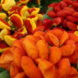 img-1: Кальцеолярия Дэинти Ред энд Еллоу [1000 драже] - ООО «Семена Тут»