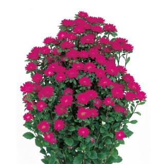 Астра Серенада Дип Роуз [2500 шт] - ООО «Семена Тут»