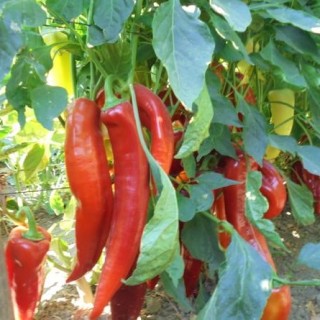 img-0: Перец острый Канарио Реал F1* - ООО «Семена Тут»