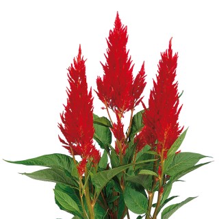 img-0: Целозия перистая Сэнчири Файэ [1000 шт] - ООО «Семена Тут»