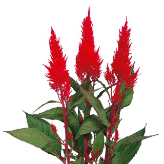 img-0: Целозия перистая Сэнчири Ред [1000 шт] - ООО «Семена Тут»