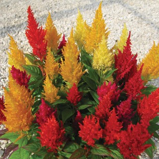 img-1: Целозия перистая Сэнчири Файэ [1000 шт] - ООО «Семена Тут»