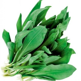 img-0: Черемша Медвежонок - ООО «Семена Тут»