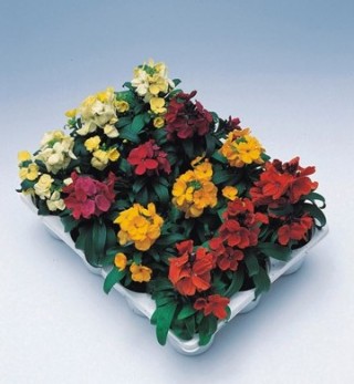 img-0: Лакфиоль (Хейрантус) Черити микс  [1000 шт] - ООО «Семена Тут»