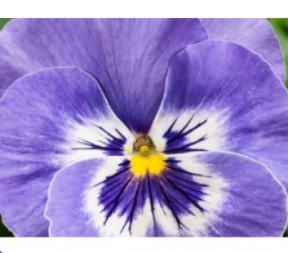 Виола крупноцветковая Селло Дип Марина [1000 шт] - ООО «Семена Тут»