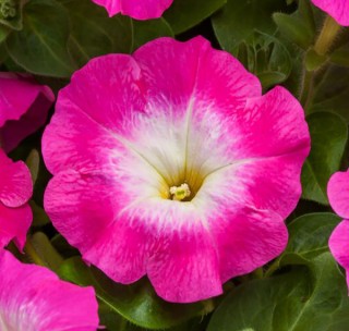 img-0: Петуния ампельная Хэнг Аут Роуз Морн [100 драже] - ООО «Семена Тут»