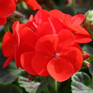 Пеларгония зональная Инспайер Скарлет [100 шт] (инкруст. семена) - ООО «Семена Тут»