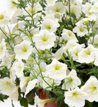 img-0: Петуния ампельная Опера Лемон [100 драже] - ООО «Семена Тут»