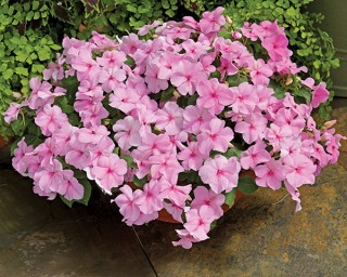 img-1: Бальзамин Акцент Премиум Пинк [1000 шт] - ООО «Семена Тут»