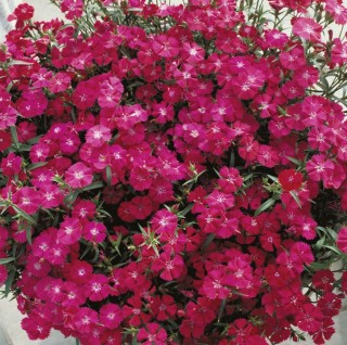 Гвоздика Даймонд Пурпл [1000 шт] - ООО «Семена Тут»