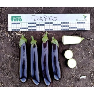 img-1: Баклажан Дарко F1 - ООО «Семена Тут»