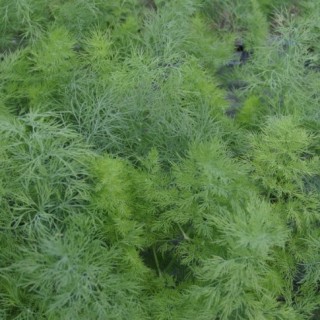 Укроп Денди (калибр. семена) - ООО «Семена Тут»