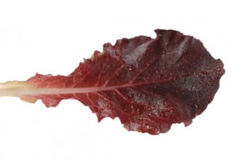 img-1: Салат Диаблотин - ООО «Семена Тут»