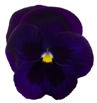 Виола крупноцветковая Премьер Дип Блю виз блоч [1000 шт] - ООО «Семена Тут»