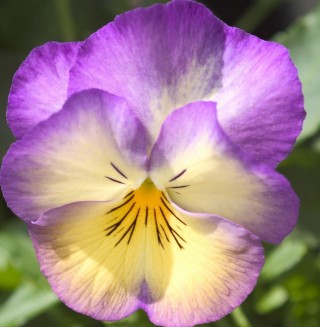 Виола крупноцветковая Ультима Редиенс Дип Блю [1000 шт] - ООО «Семена Тут»