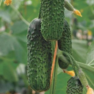 img-1: Огурец Директор F1 - ООО «Семена Тут»