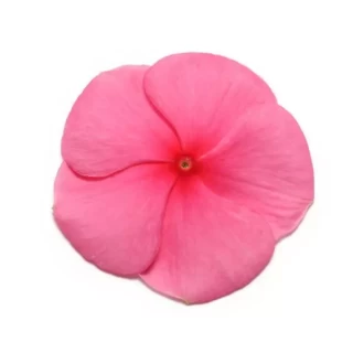 Катарантус Пацифика Пунш [1000 шт] - ООО «Семена Тут»