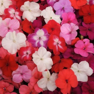 img-0: Бальзамин Супер Элфин F1 микс [1000 шт] - ООО «Семена Тут»