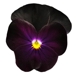 Виола рогатая Сорбет ИксПи Блэкберри [1000 шт] - ООО «Семена Тут»