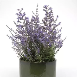 img-2: Перовския Компакт Блюсетт [100 шт] - ООО «Семена Тут»