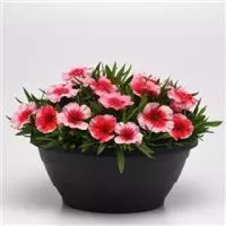 img-1: Гвоздика Коронет Строберри [1000 шт] - ООО «Семена Тут»