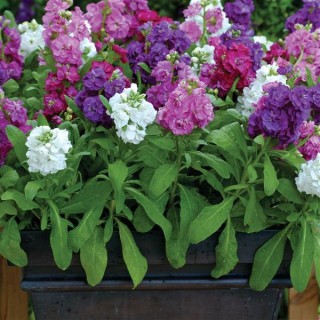 img-1: Маттиола Хот Кейкс Пинк [1000 шт] - ООО «Семена Тут»