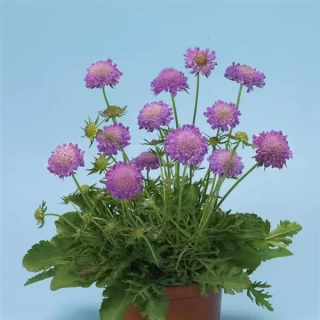 img-1: Скабиоза Блю Ноут [1000 шт] - ООО «Семена Тут»