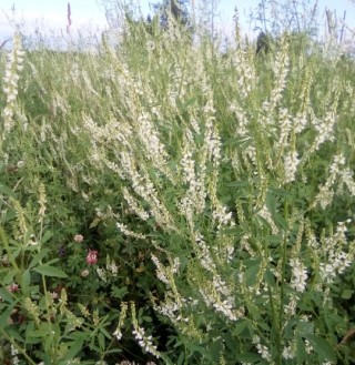 img-0: Донник белый Волжанин - ООО «Семена Тут»