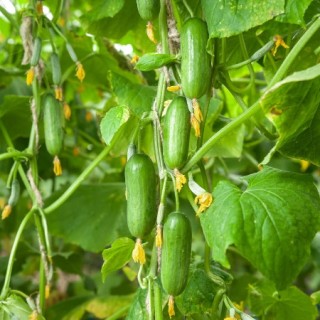 img-0: Огурец Хулиган F1 - ООО «Семена Тут»