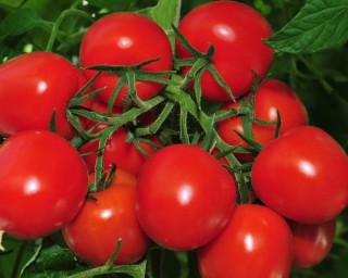 img-0: Томат Мадера F1 - ООО «Семена Тут»