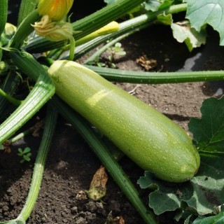 Кабачок Дарина F1 - ООО «Семена Тут»