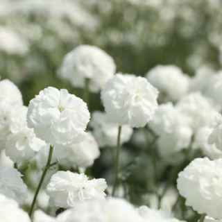 img-0: Тысячелистник птармика Маршмэллоу [1000 драже] - ООО «Семена Тут»