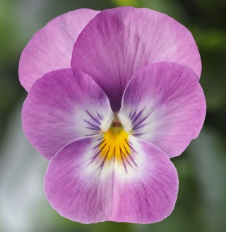 img-0: Виола рогатая Дельтини F1 Лавендер Пинк Фейс [1000 шт] - ООО «Семена Тут»