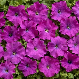 Петуния мелкоцветковая Карлик F1 Фиолетовая [1000 драже] - ООО «Семена Тут»