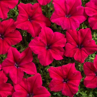 Петуния грандифлора Мистрал Бургунди [1000 драже] - ООО «Семена Тут»