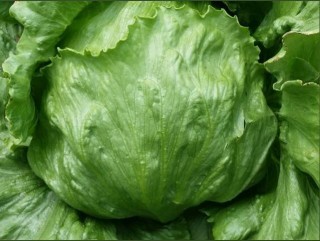 Салат Эдуардо - ООО «Семена Тут»