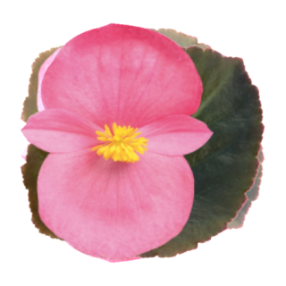 Бегония бенариенсис Биг Роуз бронз Лиф [1000 драже] - ООО «Семена Тут»