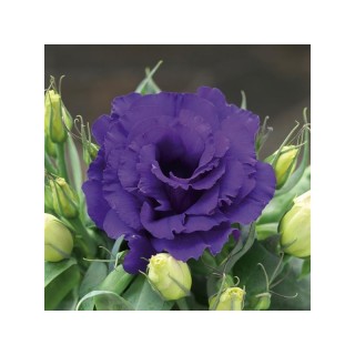 img-1: Эустома Джульетта Блю [500 драже] - ООО «Семена Тут»