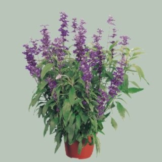 img-0: Сальвия мучнистая Эволюшн Виолет [1000 шт] - ООО «Семена Тут»