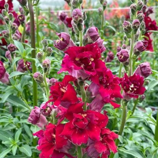 Львиный зев Мадам Баттерфляй Ред [1000 шт] - ООО «Семена Тут»