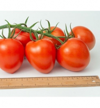 img-0: Томат Фаберже F1 - ООО «Семена Тут»